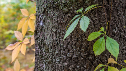 Trunk of a wide three