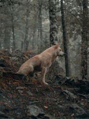 Beautiful white dog on the background of a foggy green forest and rocks