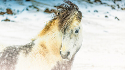 caballo islandés 