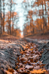 Beautiful beautiful oak leaves lie on dark ground in the autumn forest grove