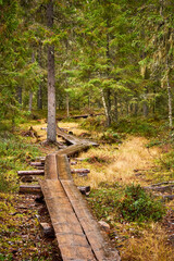 Wet duckboards in the forest