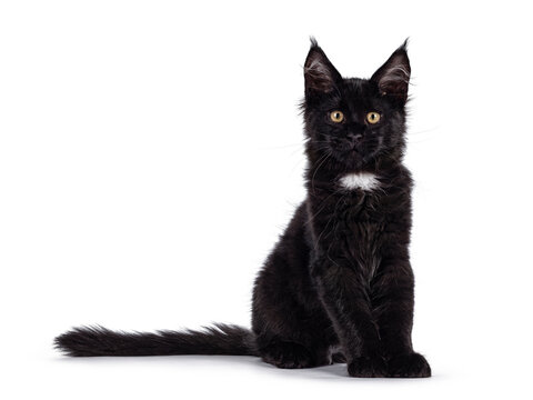 Cute black Maine Coon cat kitten with white spot, sitting facing front. Looking towards camera. Isolated on white background.