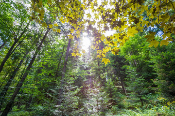 Autumn landscape with the sun shining through the tree branches