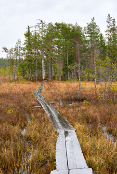 Wet duckboards in swamp
