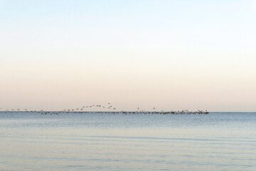 A flock of birds over the sea. Seasonal migration of birds to warmer regions. Soft selective focus.