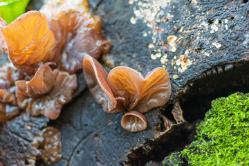 Fungi on the tree
