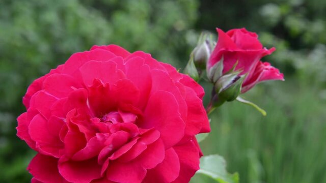 Red rose flower on the wind. HD video footage static camera