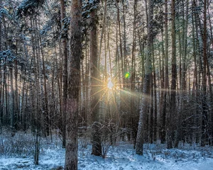 Foto auf Leinwand The rays of the sun illuminate the snow-covered forest. © Mikhail Galyshev