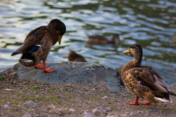 Ducks on the great lake Klagenfurt am Worthersee, Carinthia region, Austria. Birds living on the shores of the lake. 