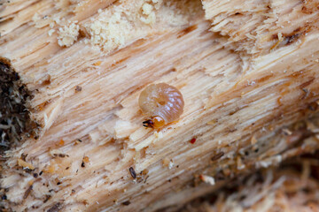 Larvae of small stag beetle.