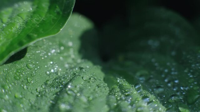 Natural green plant textured leaves covered by morning dew drops extreme close up macro shot