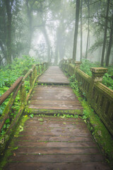 Wooden walkway in the Doi Inthanon rainforest - Chiang Mai, Thailand