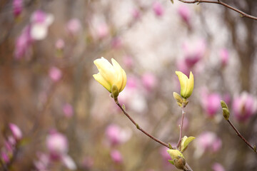 Lush bloom of magnolias and other flowers in the spring garden. natural floral spring background.