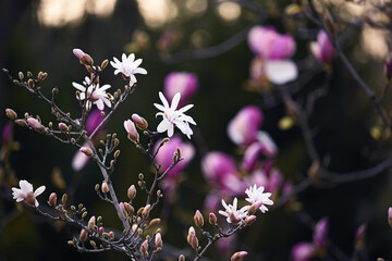Lush bloom of magnolias and other flowers in the spring garden. natural floral spring background.