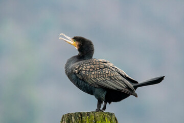 Cormorano