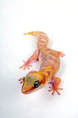 Northern Velvet Gecko // Australischer Samtgecko (Oedura castelnaui)