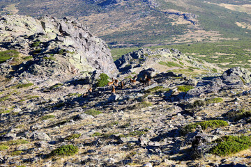 amanecer en la montaña 