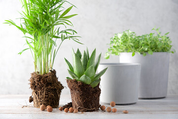 Green home plants with pot and ground on gray background. Home gardening concept