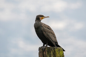 Cormorano