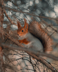 I saw a beautiful red squirrel among the trees and she began to pose for me