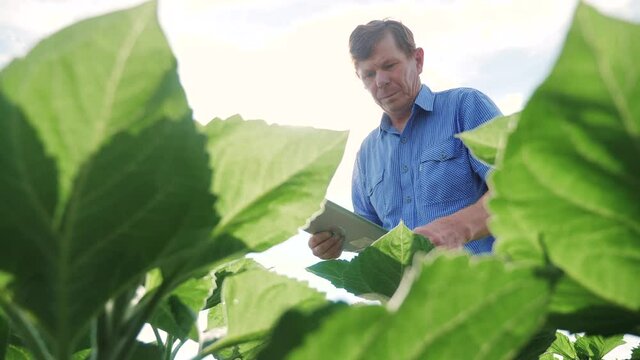 old senior man farmer with digital tablet working a in smart farm field. agriculture concept. farmer working in field harvesting crop farm. old senior farmer is engaged smart farming in agriculture