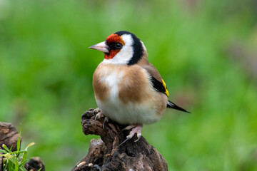 Cardellino