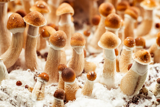 cultivation psychedelic Psilocybe mushroom