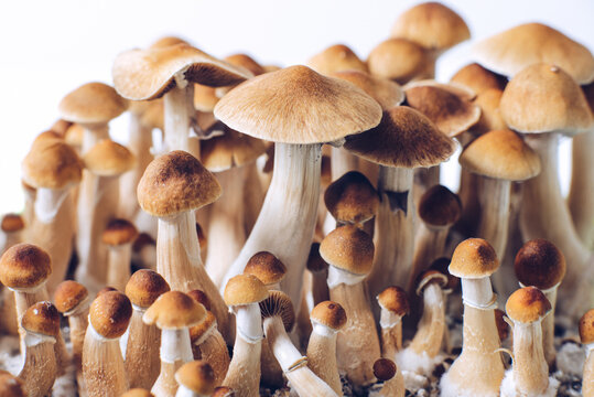 Psilocybe cubensis is a species of psychedelic mushroom