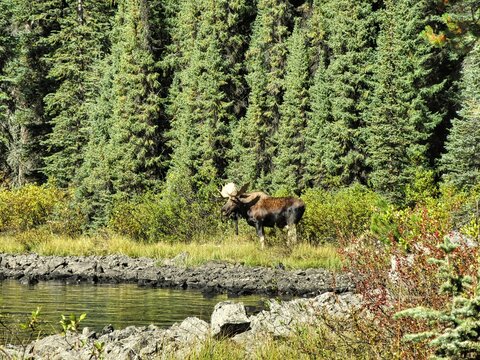 A Bull Moose at Lake Maligne in Alberta, Canada