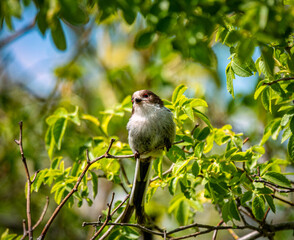 Long-tailed bird sitting on the branch in the nature habitat, Aegithalos caudatus