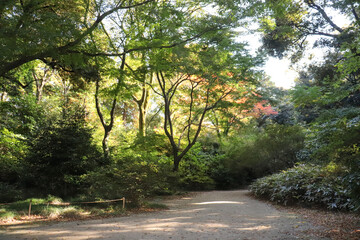 Naklejka premium 木々 木 山道 グリーン 紅葉 美しい きれい 自然