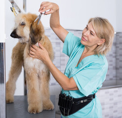 woman hairdresser cuts Afghan puppy Shepherd in beauty salon for animals