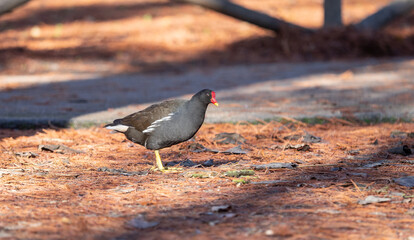Common Moorhen (Gallinula chloropus chloropus). It occurs in Europe, North Africa, the Azores, Canary Islands, Cape Verde and Asia to the Malay Peninsula, Japan and Ceylon. 
