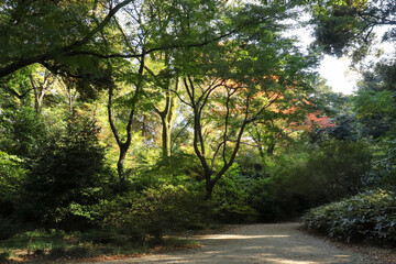 Fototapeta premium 森 道 幻想的 美しい グリーン 自然