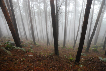 bosque en otoño 