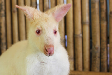 Closeup of a Red-necked Wallaby white albino female