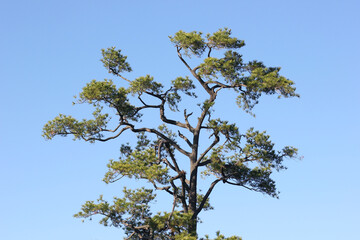 Big tree with branches from bottom view blue sky background