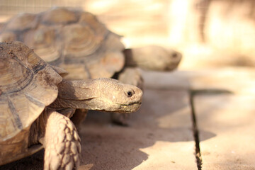 Fototapeta premium Couple of wild land turtle on the floor. Top view