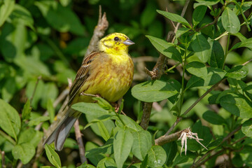 Goldammer (Emberiza citrinella) Männchen