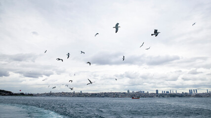 View of Istanbul and seagulls from a ship, Turkey