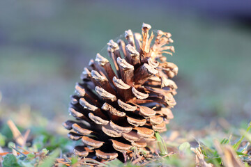 Naklejka na ściany i meble Fir or pine cones fallen on the forest fir cone needles floor. Nature forest Marry Christmas background. Selective focus