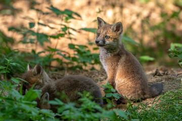 Rotfuchs (Vulpes vulpes), Jungfüchse