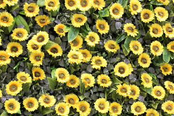A background with sunflowers