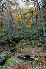 bosque en otoño 