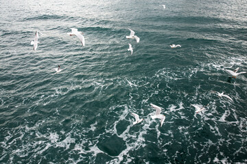 Naklejka premium Seagulls flying above the surface of the water