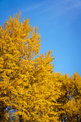 Fototapeta premium 青空に映える色づいたイチョウ