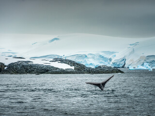 Fototapeta premium Alone whale tail in sea with view to snow mountains in cloudly day in Antarctica