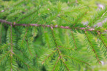 Spruce branch close up. Christmas natural background. Selective focus.