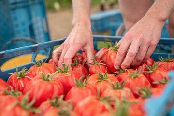 sorted tomatoes in the carrier before delivery to the markets