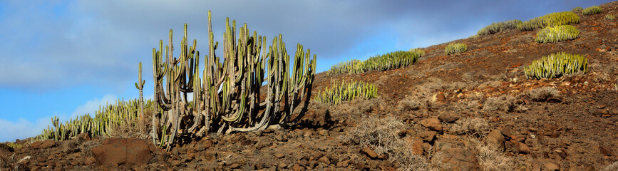 Cactus 